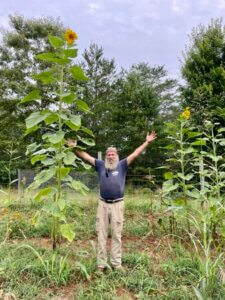 Sunflower towering over a man